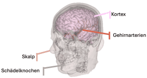Schematische Darstellung des menschlichen Schädels