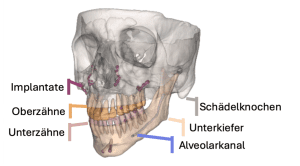 3D-Darstellung des menschlichen Schädels